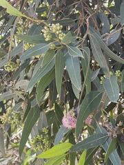 Eucalyptus albopurpurea
