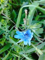 Cichorium