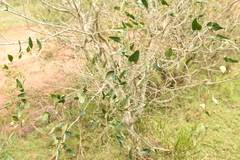 Smilax campestris