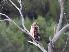Buteo jamaicensis