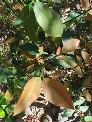 Garcinia intermedia