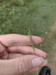 Bothriochloa pertusa