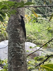 Basiliscus basiliscus barbouri