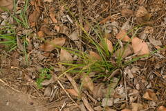 Cyperus sphacelatus