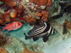 Eques punctatus