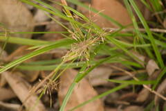 Cyperus sphacelatus