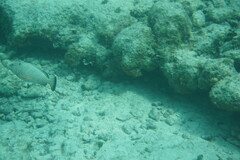 Epinephelus guttatus
