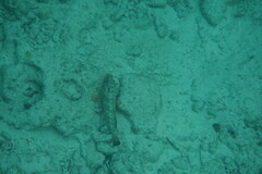 Epinephelus guttatus