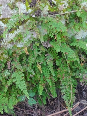 Adiantum concinnum