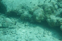 Epinephelus guttatus