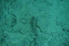 Epinephelus guttatus