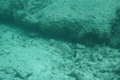 Epinephelus guttatus