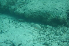 Epinephelus guttatus
