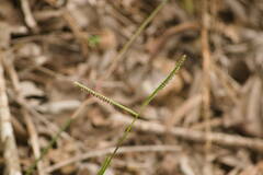 Paspalum scrobiculatum
