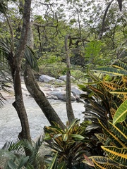 Basiliscus basiliscus barbouri