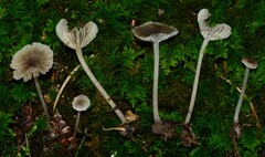 Hydropus praedecurrens