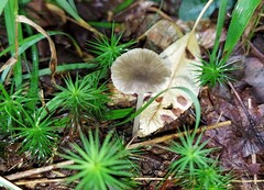 Hydropus praedecurrens