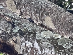 Basiliscus basiliscus barbouri