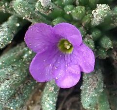 Nama hispida spathulata