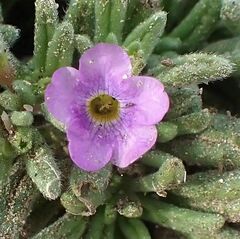 Nama hispida spathulata