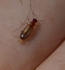 Paradromius