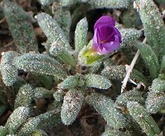 Nama hispida spathulata