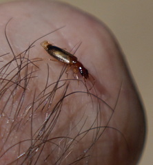 Paradromius