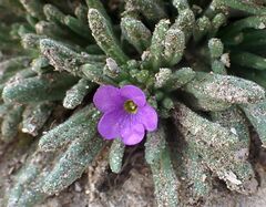 Nama hispida spathulata