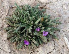 Nama hispida spathulata