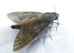Nephele comma
