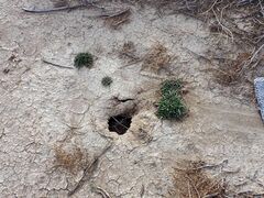 Nama hispida spathulata