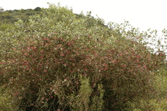 Feijoa sellowiana