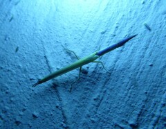 Pyrgomantis rhodesica