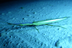 Pyrgomantis rhodesica