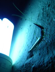 Pyrgomantis rhodesica