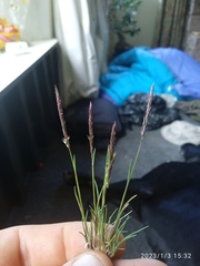 Agrostis muelleriana