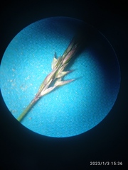 Agrostis muelleriana
