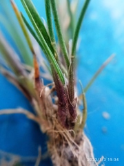 Agrostis muelleriana