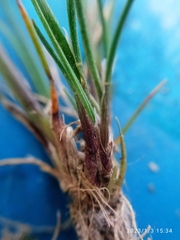 Agrostis muelleriana