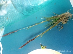 Agrostis muelleriana