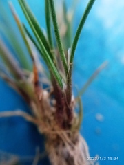 Agrostis muelleriana