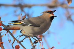 Bombycilla garrulus pallidiceps