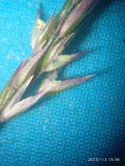 Agrostis muelleriana