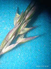 Agrostis muelleriana