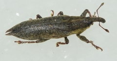 Lixus mucronatus