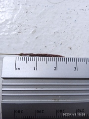 Agrostis muelleriana