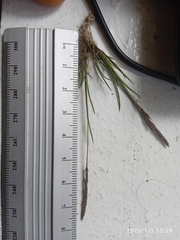 Agrostis muelleriana