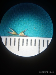 Agrostis muelleriana