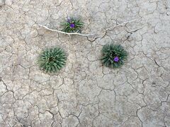 Nama hispida spathulata