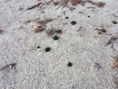 Nama hispida spathulata